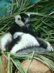 Black and white Lemur