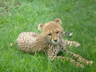 Little cheetah