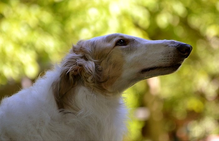 Borzoi