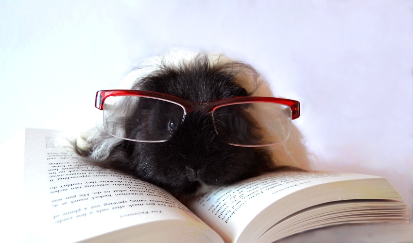 Guinea pig reader