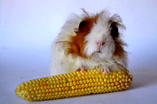 Piggy and sweetcorn