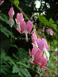 Bleeding Hearts