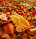 Autumn Beauty by AlexandrinaAna