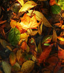 SymphonyForAutumn-Appassionata by AlexandrinaAna