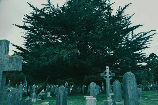Celtic tree of life / Glasnevin Cemetery