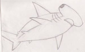 Hammerhead Sketch