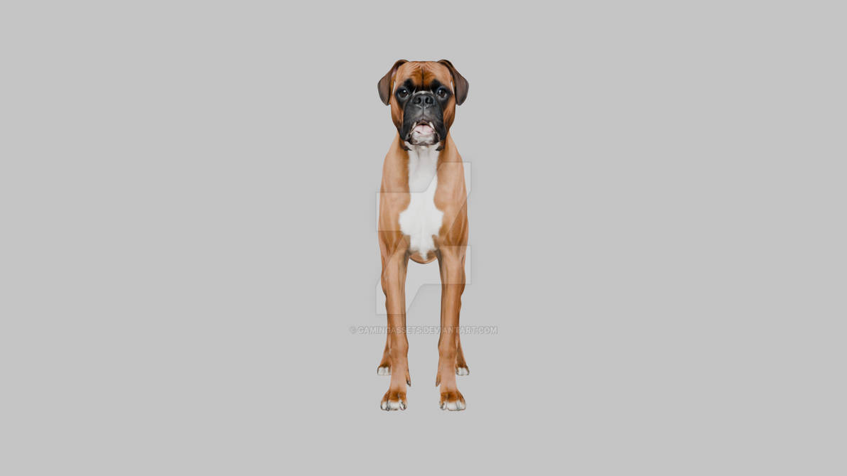 Deviantart Boxer Dog Detailed Boxer Dog Portrait by GamingAssets on DeviantArt