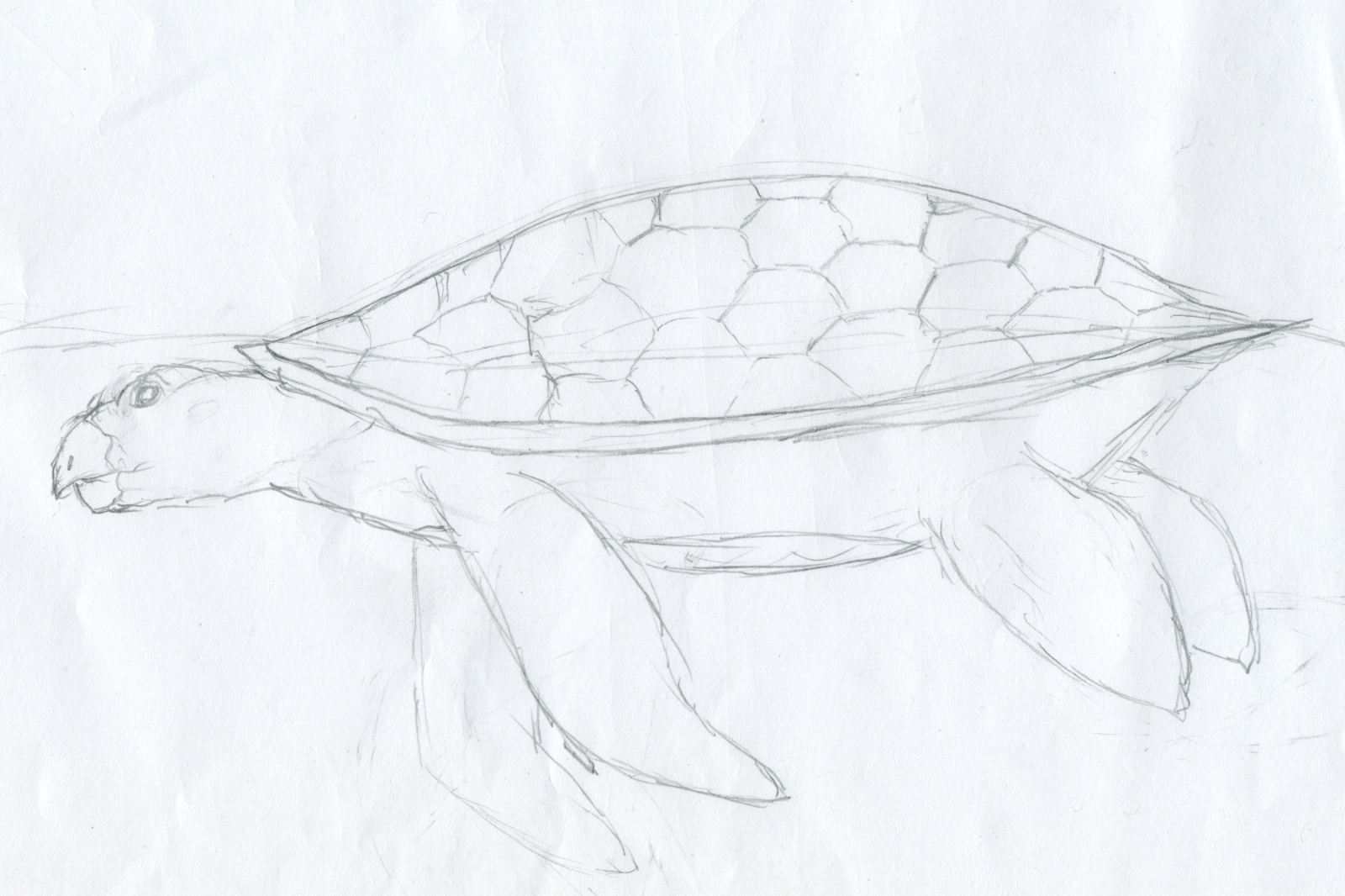 Turtle