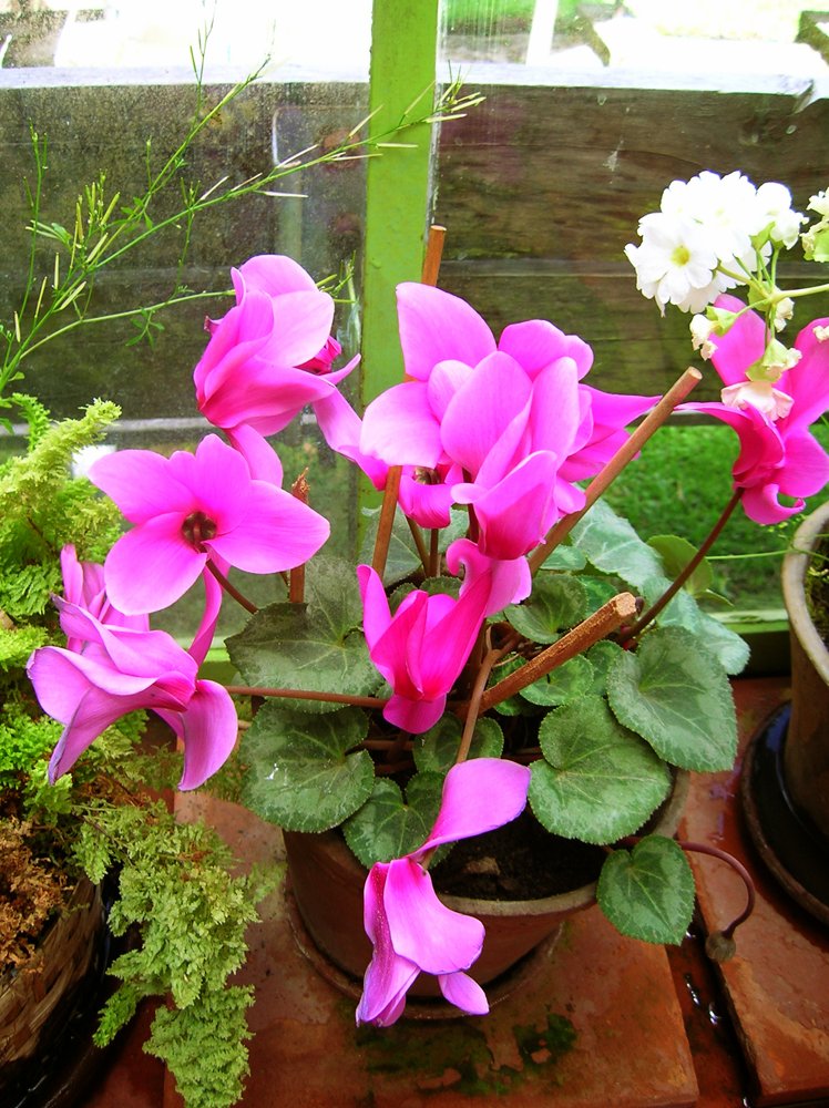 Fuchsia flowers