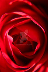Red as a Rose
