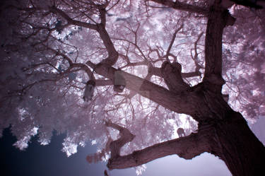 IR Tree