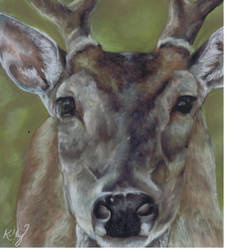 Deer in Pastels