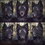 Lobo the Black Wolf