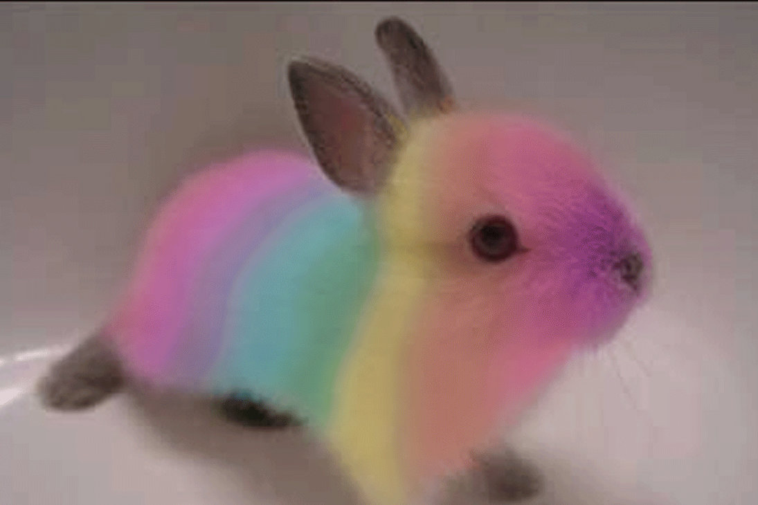 Rainbow Rabbit Deviantart Rainbow Bunny - bigger size by Danny-the-rabbit on DeviantArt