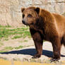 Bear 2 Stock