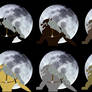 Werewolves Color Sheet Full Moon