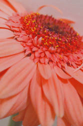 Pink Gerber Daisy