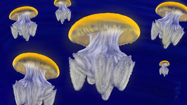 Jellyfishes - Quallen