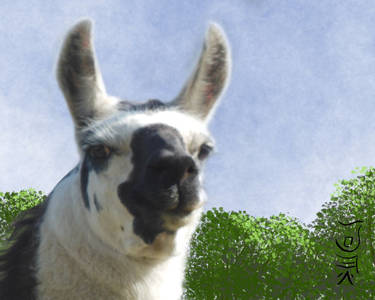 You like Llamas