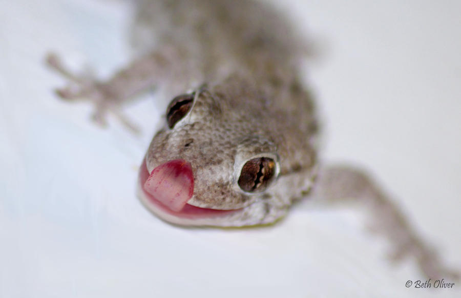 Gecko tongue