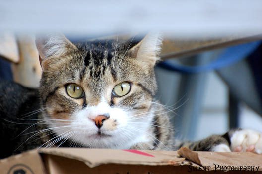 Box Cat