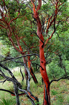 Madrone Tree