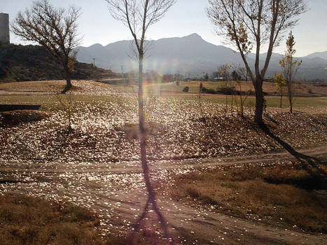 shimmering leaves