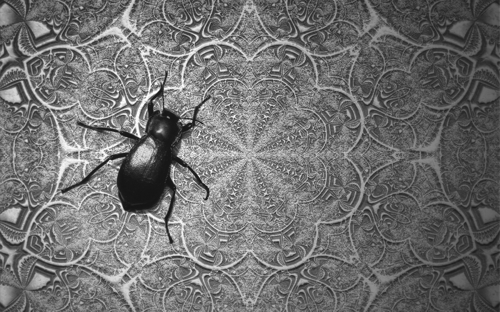 Beetle on stone wall