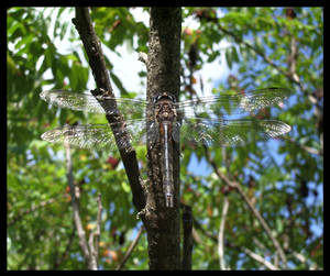 Mosaic Wings