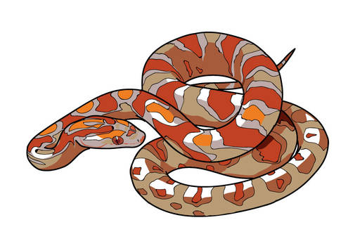 Red-snake1