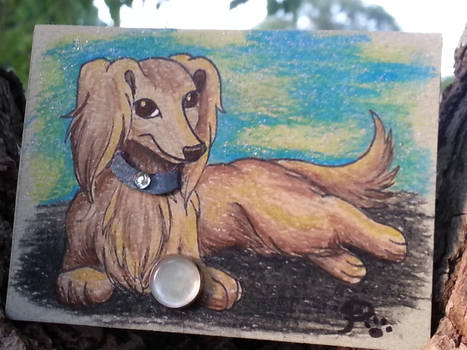 Dachshund ATC