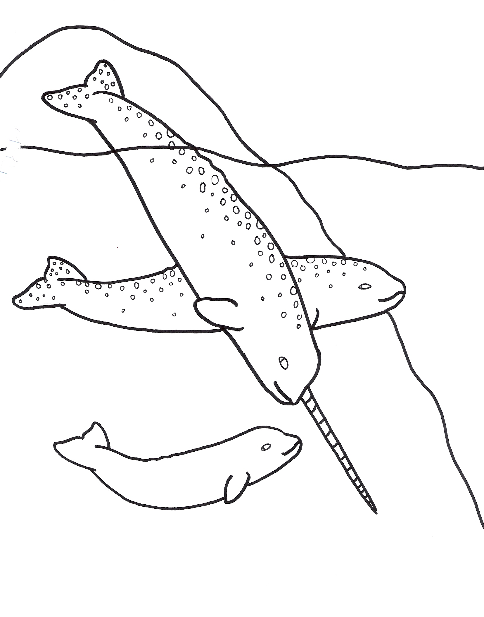 narwhal