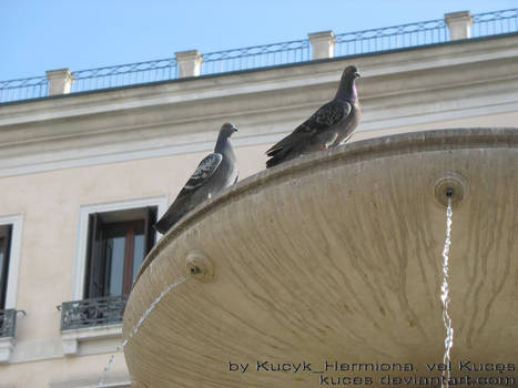 Pigeons