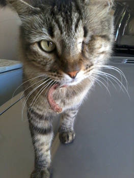 My Cat: Suly