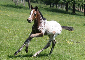 Phoebe 17.05.2014 Appaloosa Filly