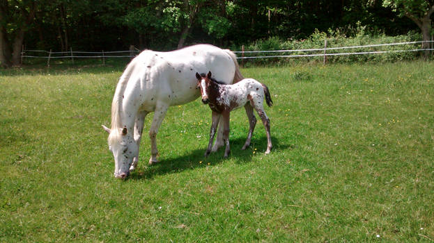 Appaloosa Mom and daughter