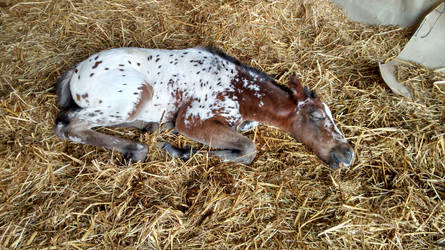 Phoebe 2 days, sleeping