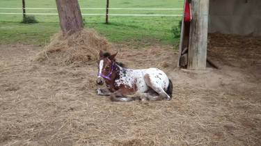 Phoebe 27.05.2014 Appaloosa Filly