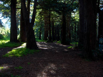 San Franciscan Woods