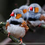 zebra finch