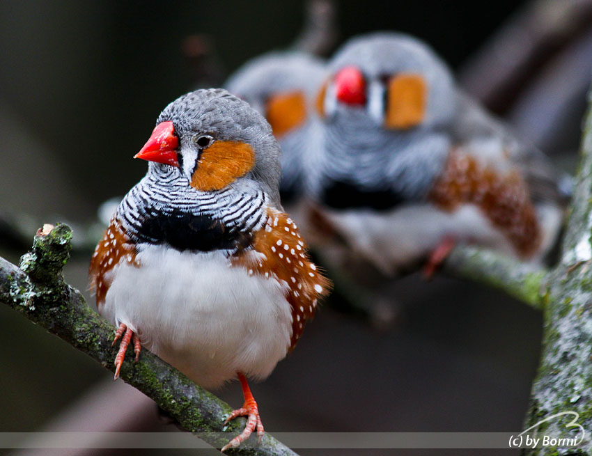 zebra finch