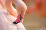 rosy flamingo by Bormi