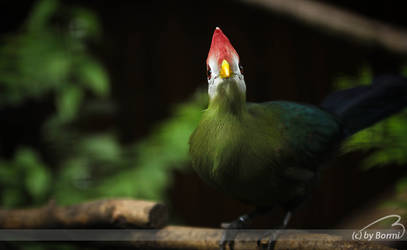 red-crested turaco _2