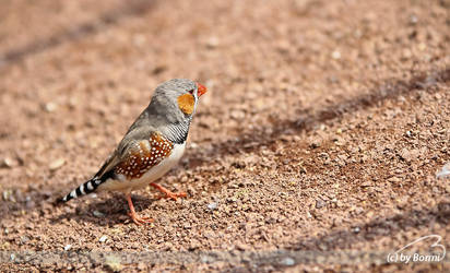 zebra finch