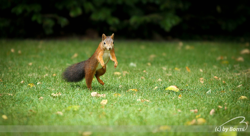 a tame squirrel