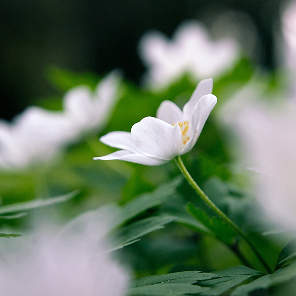 Snowdrop anemone