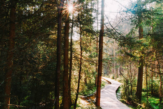 Wandering in the sun