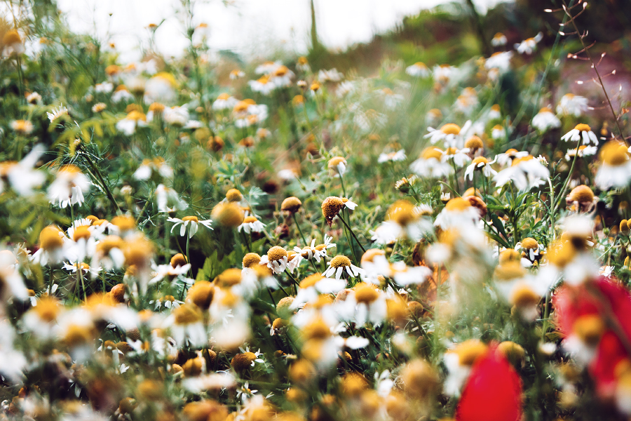 Camomile meadow