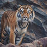 Gaze of the Wild Tiger Close Up Photography (4)