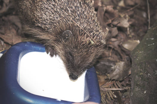 The Poorly Hedgehog